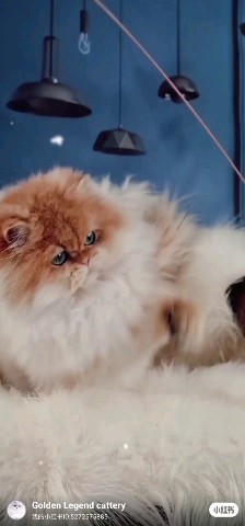 Golden Legend cattery в LOOKY. #best_cat,#bluegolden,#goldcatsunite,#goldenlegendcat,#exellent_kittens,#britishlonghairkitten,#longhaircat,#exellent_kittens,#kittens_of_world,#kittens,#instacatsgram,#instakotiki,#meowmeow,#meow,#mylovecat,#my_loving_pet,#catsofword,#cattery,#cats_of_world,#catstagram,#cats🐱,#catsvideo,#meowmeow,#pets_of_our_world,#pets_of_instagram,#catpaws,#katzenbabys,#lovecats,#bluegoldenchinchilla,#bluehair,#ay11. 💎Golden Legend catt...