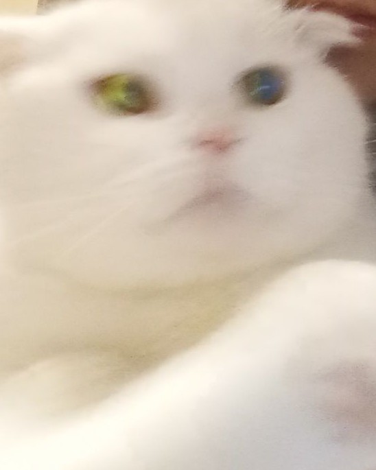 Кот Миша в LOOKY — КОТ ТУТ!