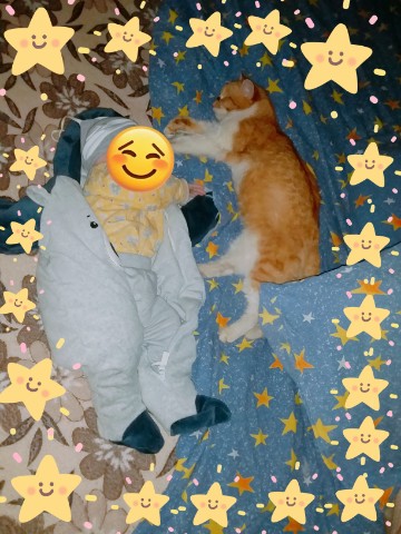 zar в LOOKY. #хвостатый_друг,#кот,#кошка,#коты,#кошки,#питомец,#питомцы,#зверек,#зверьки,#котик,#котики,#котя,#кошак,#кошаки. Встретились мы с Фил...