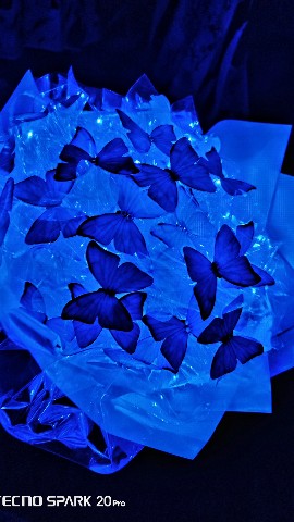 Looky_1695303727420 в LOOKY. . Красота 🦋🥰 просто ...
