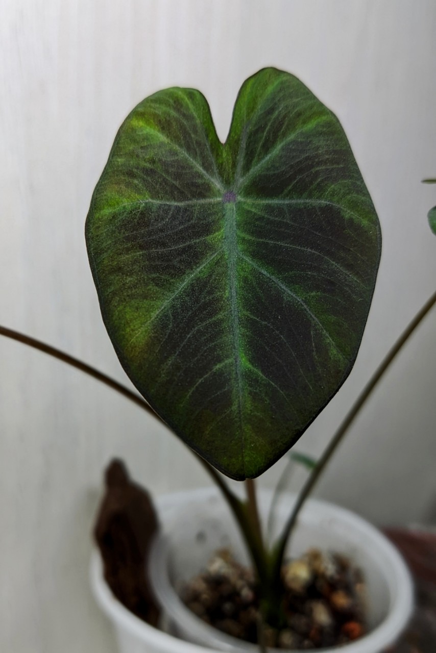 Alenenok в LOOKY. #розовыйкратер,#plant,#комнатныерастения. Колоказия "Розовый к...