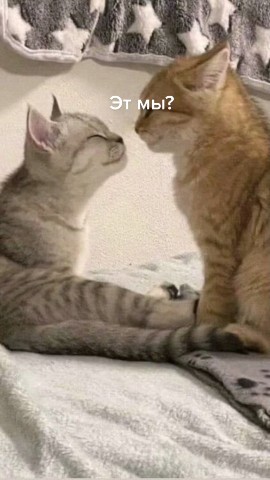 Looky_1701063928337 в LOOKY. #милоевидео,#котики. #милоевидео#котики