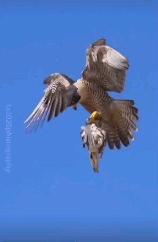 Looky_1670391611069 в LOOKY. #Дикаяприрода,#Хищники,#Птицы. Орёл свою добычу не ...