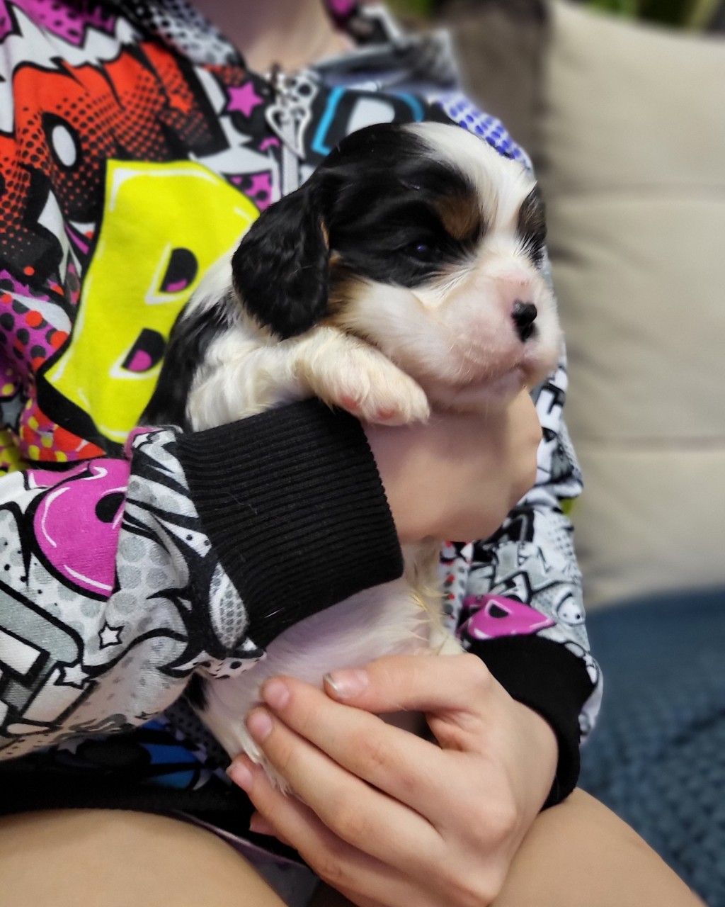 puppengame in LOOKY