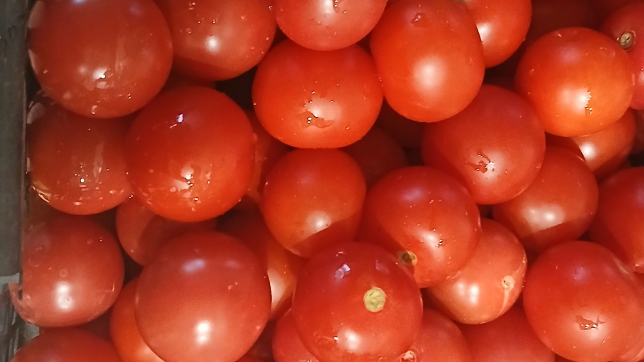 Помидоры атакуют