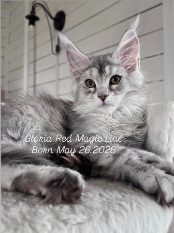 elena.vishneva в LOOKY. #redmagicline,#silvermainecoonkitten,#mainecoonkitty,#питомникмейнкуновмосква,#котенокмейнкунмосква. Прекрасная серебряна...