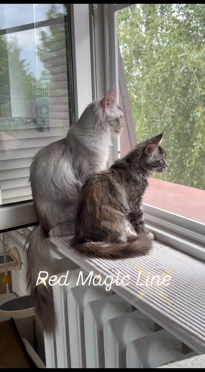 elena.vishneva в LOOKY. #redmagicline,#mainecoonkitty,#mainecoonworld,#питомникмейнкунмосква,#котенокмейнкун. Have a beautiful day...
