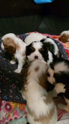 puppengame in LOOKY