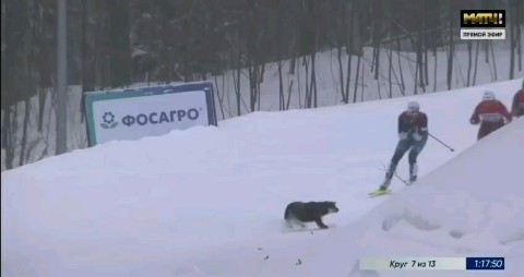 valiullinildar в LOOKY. #лыжи. Собака выбежала на д...