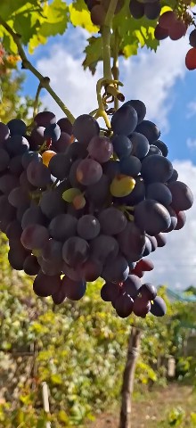 Aida в LOOKY. . 🍇