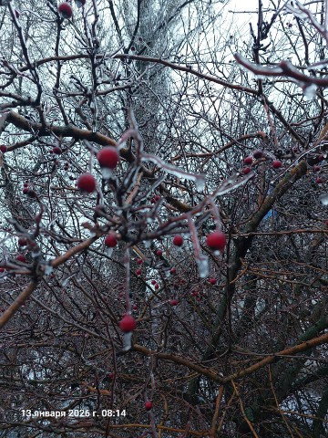 frost_anna в LOOKY. . 
