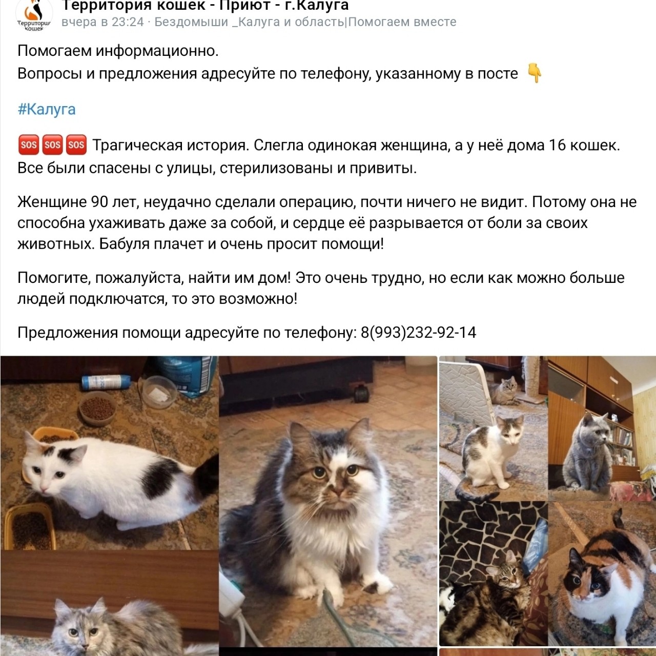 #калуга #котики #sos