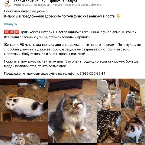 ginger_r_ в LOOKY. #калуга,#котики,#sos. #калуга #котики #sos
