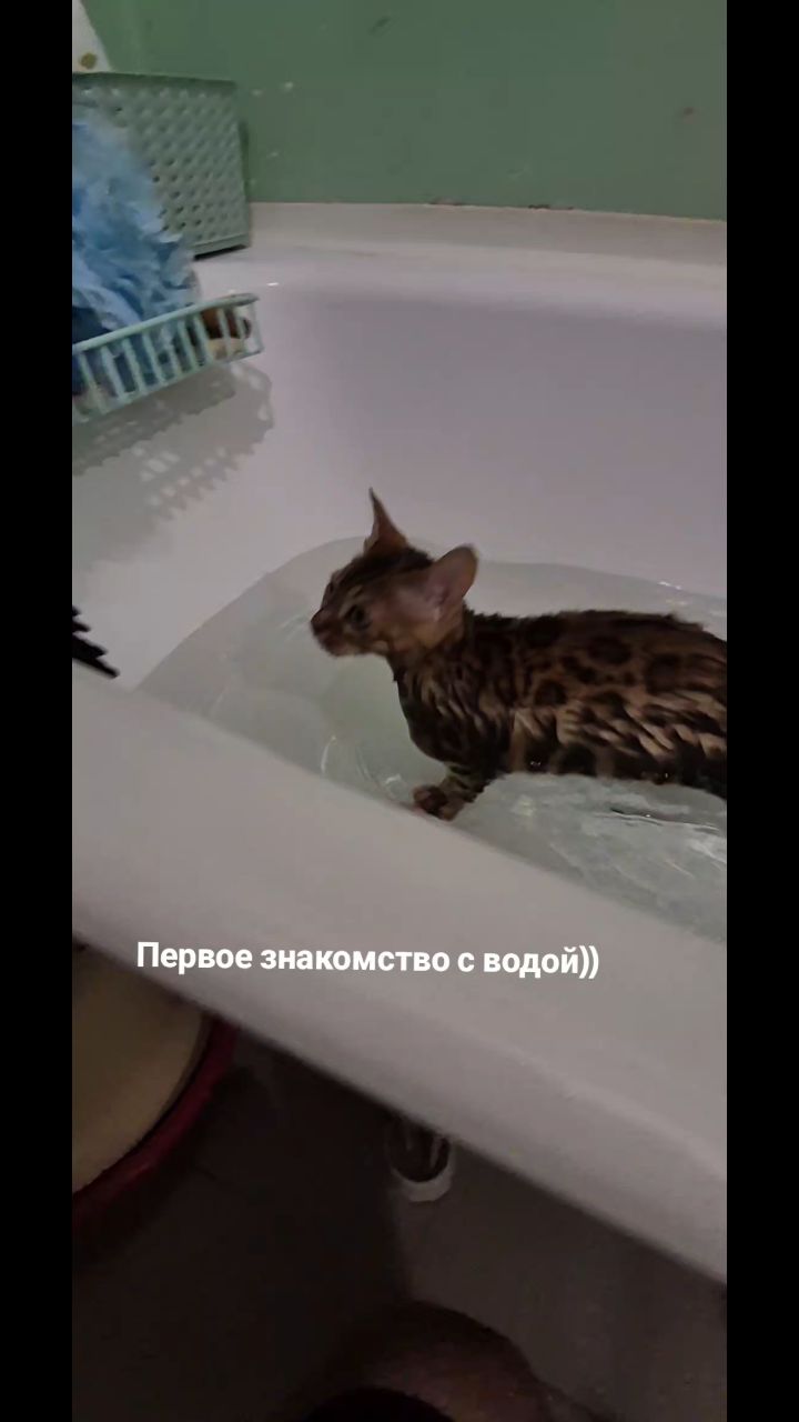 Мышка Муся и Маруся в LOOKY. #кошки,#котики,#бенгальская,#котята,#рекомендации. #кошки #котики #бенг...