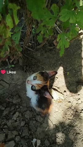 Котик#мило#домашнийпитомец