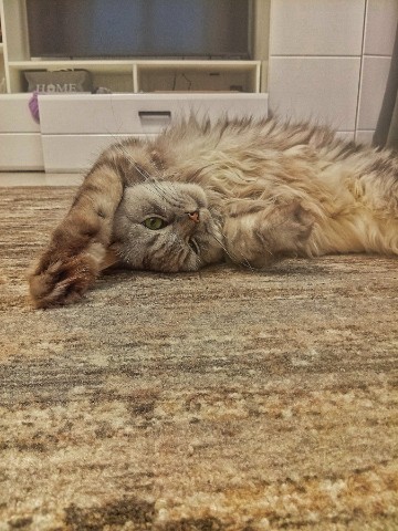 darenka_little в LOOKY. #котейка,#котики,#cats,#ilovemycat,#lovecats,#nature,#instacat,#kitty,#animals,#коты,#кот,#cat,#catsofinstagram,#кошка,#кошки,#котята,#котик,#котэ,#catstagram,#котенок,#животные,#catlover,#catlovers,#instacat,#инстакот,#котя,#котятки,#catlife,#catoftheday,#cats_of_instagram. Воскресенские лежанк...