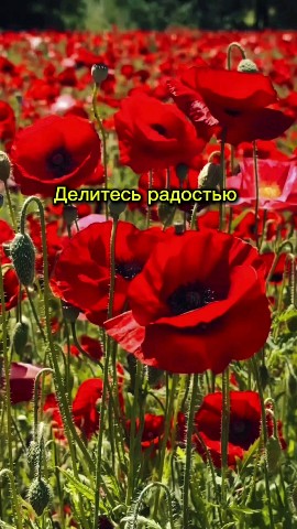 Looky_174103577226293 в LOOKY. . [#жизнь ](жизнь)[#ра...