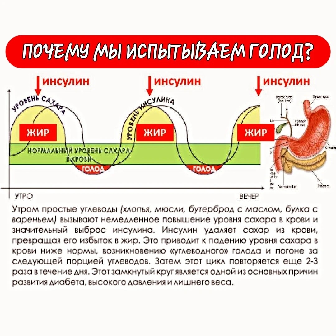 Резкое повышение сахара в крови, как мы уже выяснили, приводит к значительному выбросу инсулина, задача которого нейтрализовать излишний #сахар, превратив его избыток в жир. 

#Инсулин понижает излишний сахар, понижая его часто ниже нормы, что приводит к углеводному голоду и желанию организма снова его повысить. Замкнутый круг. 

Продукты с высоким ГИ сбивают нормальный уровень глюкозы/сахара, заставляя организм в течение дня то резко превышать норму, то резко снижать за счёт выброса инсулина. 

Это и приводит к неконтролируемому чувству голода. Иногда съел, казалось бы, что-то очень сытное (картошку фри/ гамбургер/ булку с сыром/ десерт...) , испытал удовольствие (сахар резко поднялся) , а проходит не так много времени, как снова возникает чувство голода (это инсулин сбил сахар до нижнего предела, излишек отправился в жир, а организм требует вернуть уровень сахара в норму, даже несмотря на то, что по ккал уже достигнута дневная норма!) . Тогда мы чувствуем, что нужно снова что-то съесть и не понимая процесса, часто хватаем опять что-то с высоким ГИ, интуитивно понимая, что это нас быстро насытит, снова попадая в эти американские горки. 🙈 

Чтобы чувство голода нас не провоцировало на спонтанные (часто неполезные) перекусы, стоит выстраивать свое питание на продуктах с низким ГИ (особенно на 1 этапе) . Такие блюда дадут насыщение, плавный подъем сахара, корректный плавный выброс инсулина и позволит не испытывать голод до следующего приёма пищи. 

Важно также понимать, что период реакции организма на еду даже при плавном подъёме и спаде занимает условно 2-3 часа. Т.е. через это время плавно начнёт падать сахар и вызывать умеренное чувство голода, к которому надо быть готовым заранее: подготовить полезный перекус с низким ГИ или спланировать правильный обед/ужин, чтобы не спровоцировать новый некорректный всплеск (в том числе поесть перед сном) Таким образом, поддерживая за счёт определённых продуктов нормальный уровень сахара и соблюдая перекусы, не возникает резкого желания есть и аппетит остаётся в зоне нашего контроля. 

В том числе это помогает поддерживать и настроение на хорошем уровне без перепадов.👌

#питание #пп #ЗОЖ #похудение #худею_онлайн #пп_рецепты