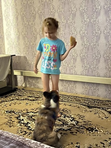 Looky_174538869908368 в LOOKY. . Всегда готов выполни...