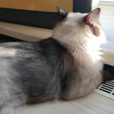 Кибер котлета в LOOKY. . [#рек](рек) [#р_е_к_...