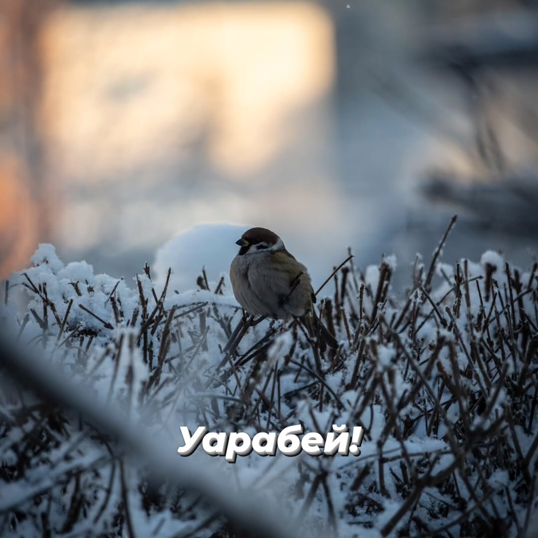 alx.a.lav в LOOKY. #birds,#птицы,#воробей,#синица,#sparrow. #birds #птицы #вороб...