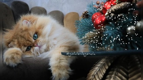 Golden Legend cattery в LOOKY. #best_cat,#bluegolden,#goldcatsunite,#goldenlegendcat,#exellent_kittens,#britishlonghairkitten,#longhaircat,#exellent_kittens,#kittens_of_world,#kittens,#instacatsgram,#instakotiki,#meowmeow,#meow,#mylovecat,#my_loving_pet,#catsofword,#cattery,#cats_of_world,#catstagram,#cats🐱,#catsvideo,#meowmeow,#pets_of_our_world,#pets_of_instagram,#catpaws,#katzenbabys,#lovecats,#bluegoldenchinchilla,#bluehair,#ay11. Анфиса💗
🥰🥰🥰#gold...