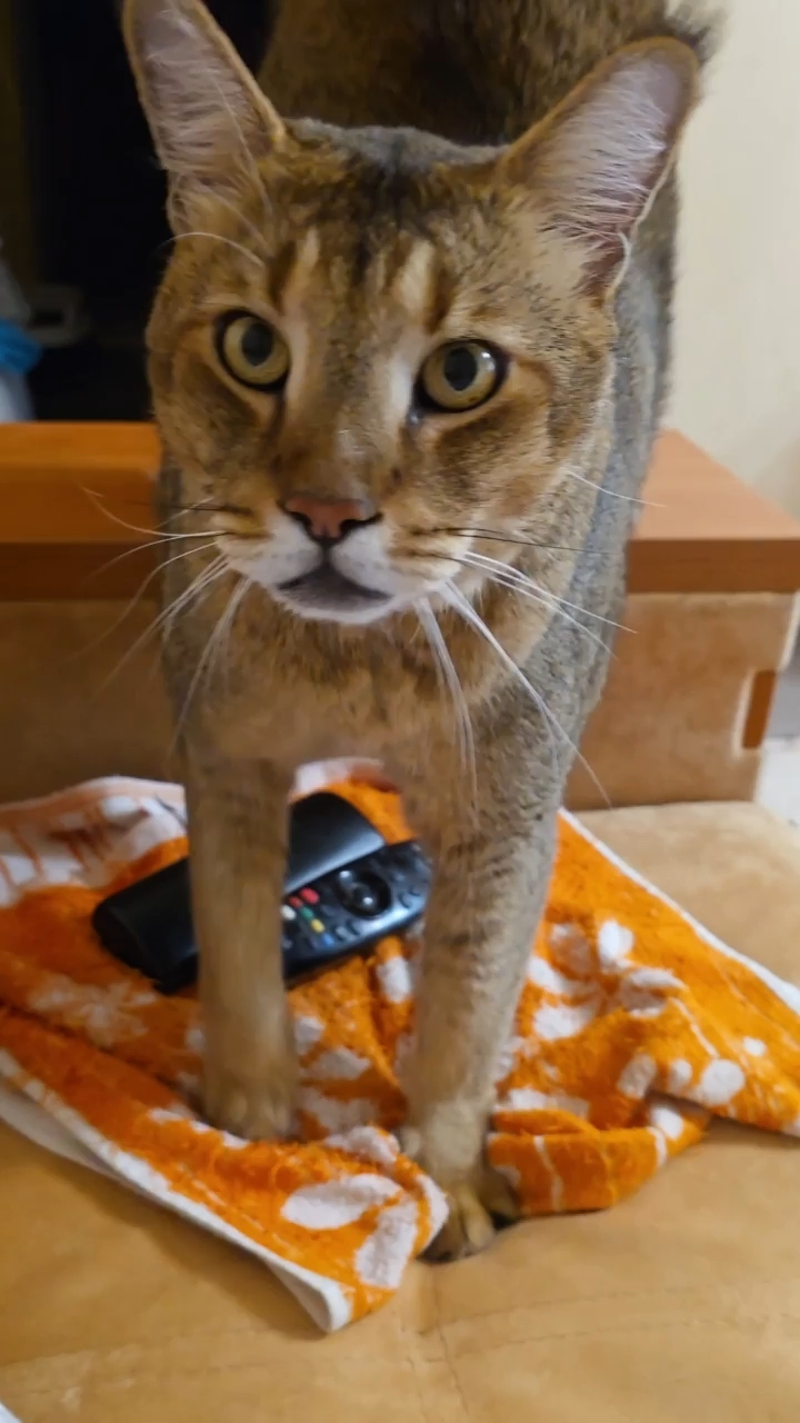afina_zeus в LOOKY. #чаузи,#кот,#кошка,#кошки,#коты,#большиекошки,#редкиекошки,#красивыекошки,#гибридныекошки,#видеомомент,#видосики,#рилсы,#юмор,#позитив,#looky,#looky_official,#looky_кошки,#looky_контент,#хвостатый_друг,#мыизкотограма. С виду Зевс  грозный...