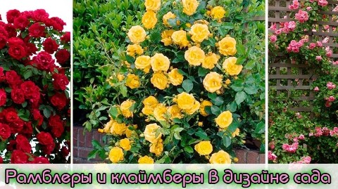 roza.stolitsa в LOOKY. #розы,#розыпочтой,#розыклаймберы,#плетистыерозы. Плетистые розы бываю...