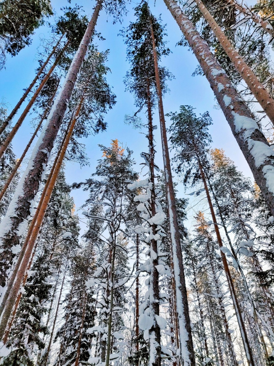 Виктор in LOOKY. #весна
#карелия,#karelia,#karjala,#живувкарелии,#веснавпетрозаводске
#petroskoi,#petrozavodsk,#петрозаводск,#природа,#природакарелии,#photonature,#naturephoto
#looky,#looky_official,#LOOKY_контент,#looky_you,#you,#looky_топ. Карелия☀️❄️🌲
#весна...