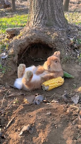 SoCute в LOOKY. #foryou,#rabbit,#cute,#socute,#animal,#exploer,#viral. #foryou #rabbit #cut...