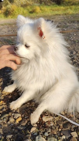 Смотри чё сделал в LOOKY. . Фея и новые территор...