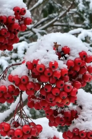 294maks в LOOKY. . 