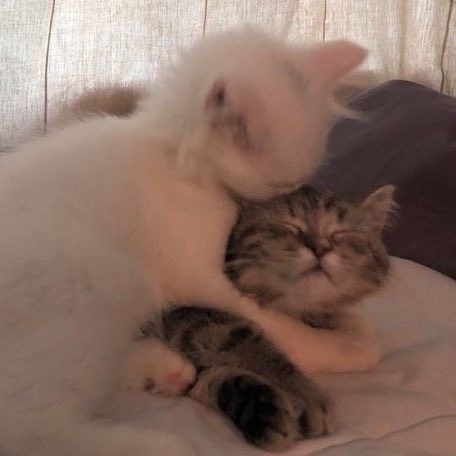 sl.cats в LOOKY. . 