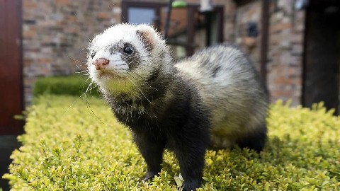 Евгений Балакшин в LOOKY. #хорёк,#животное,#интересное. Хорьки (лат. Mustela...