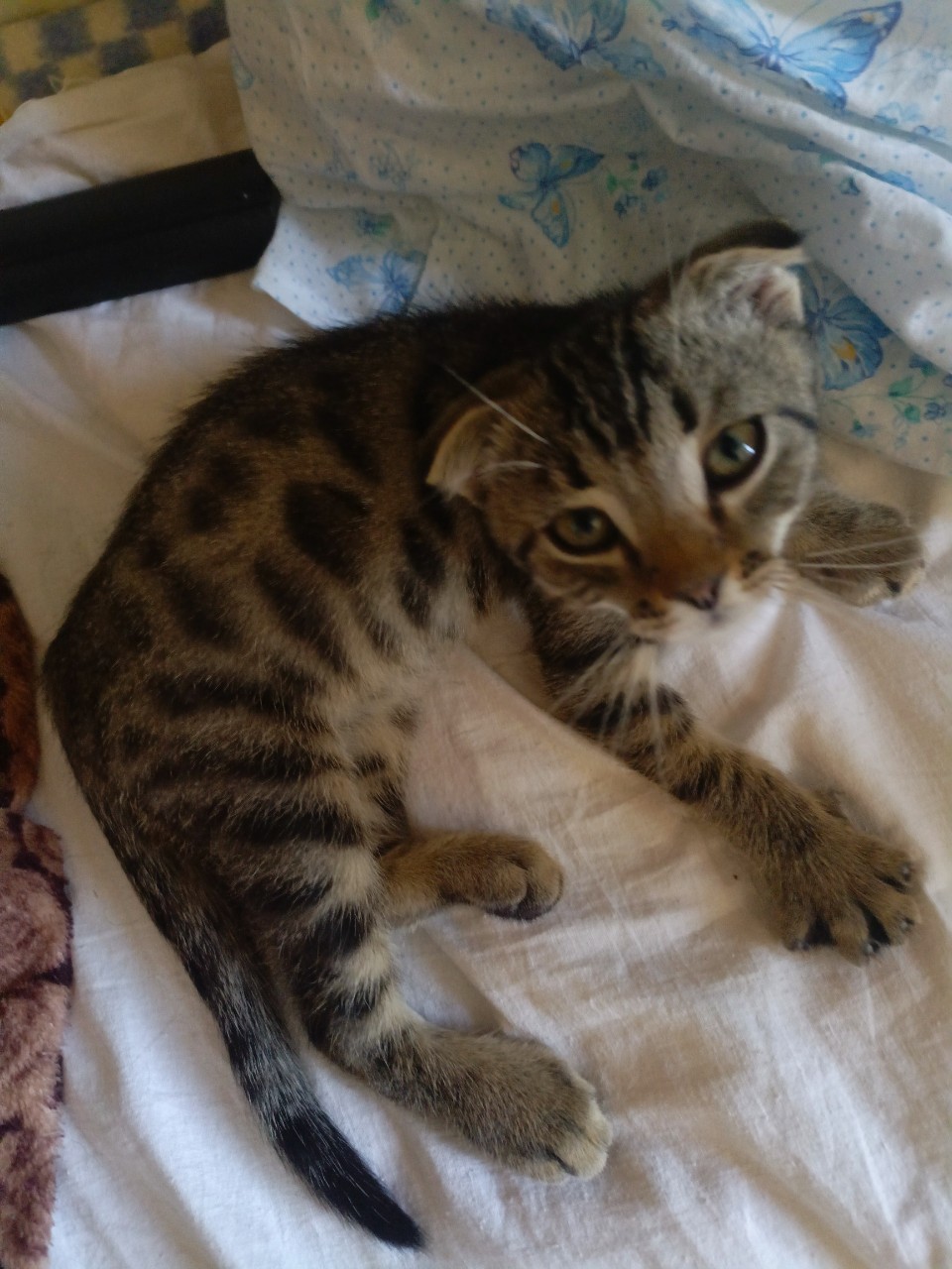 уля котик в LOOKY — Это наш котёнок его зовут Фантик