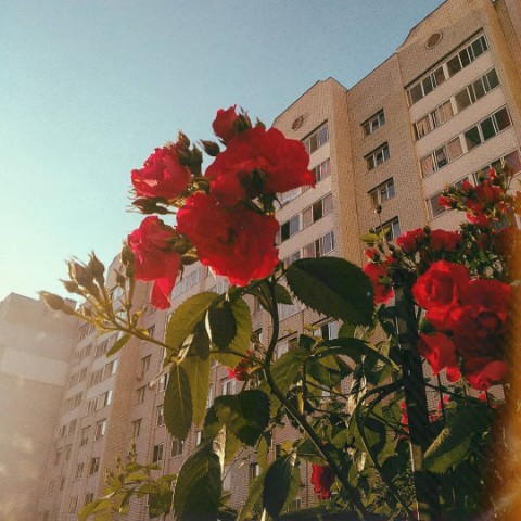 Rrr в LOOKY. . 