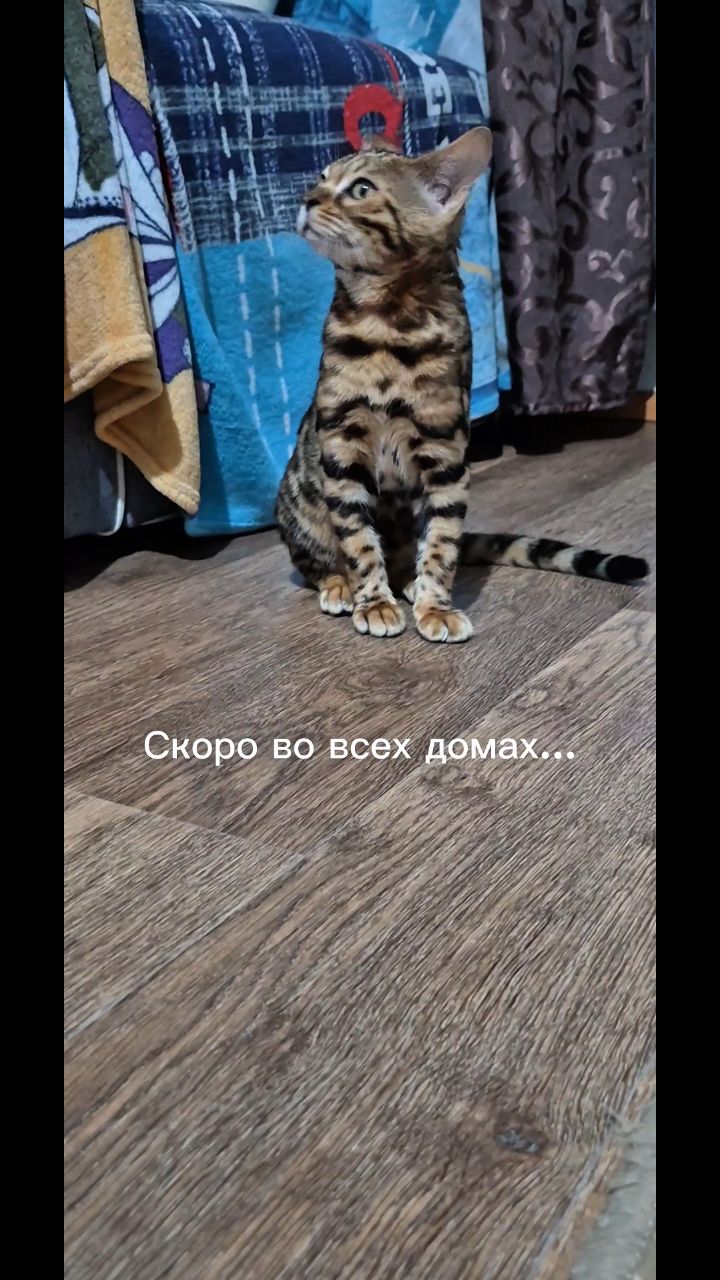 Мышка Муся и Маруся в LOOKY. #кошки,#котики,#бенгальская,#котята,#рекомендации. #кошки #котики #бенг...