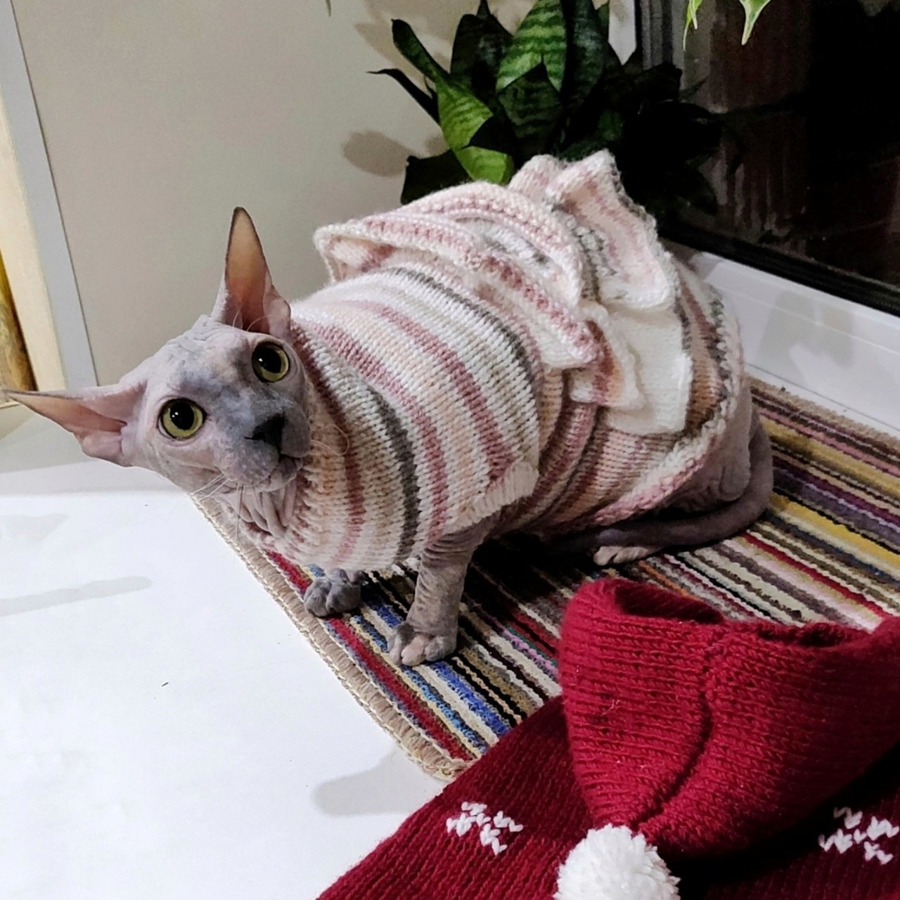 eva_sphynx_cat в LOOKY. #мой2016
Привет,,#ева,#челлендж
#кошка,#сфинкс,#looky,#looky_official,#LOOKY_контент,#looky_you,#you,#looky_топ. А это #мой2016
Приве...