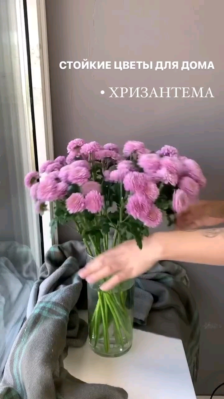 Salut в LOOKY. #живыецветы,#цветы,#цветыдлядома,#looky,#looky_official,#looky_top,#looky_контент,#looky_цветы. Самые стойкие цветы ...