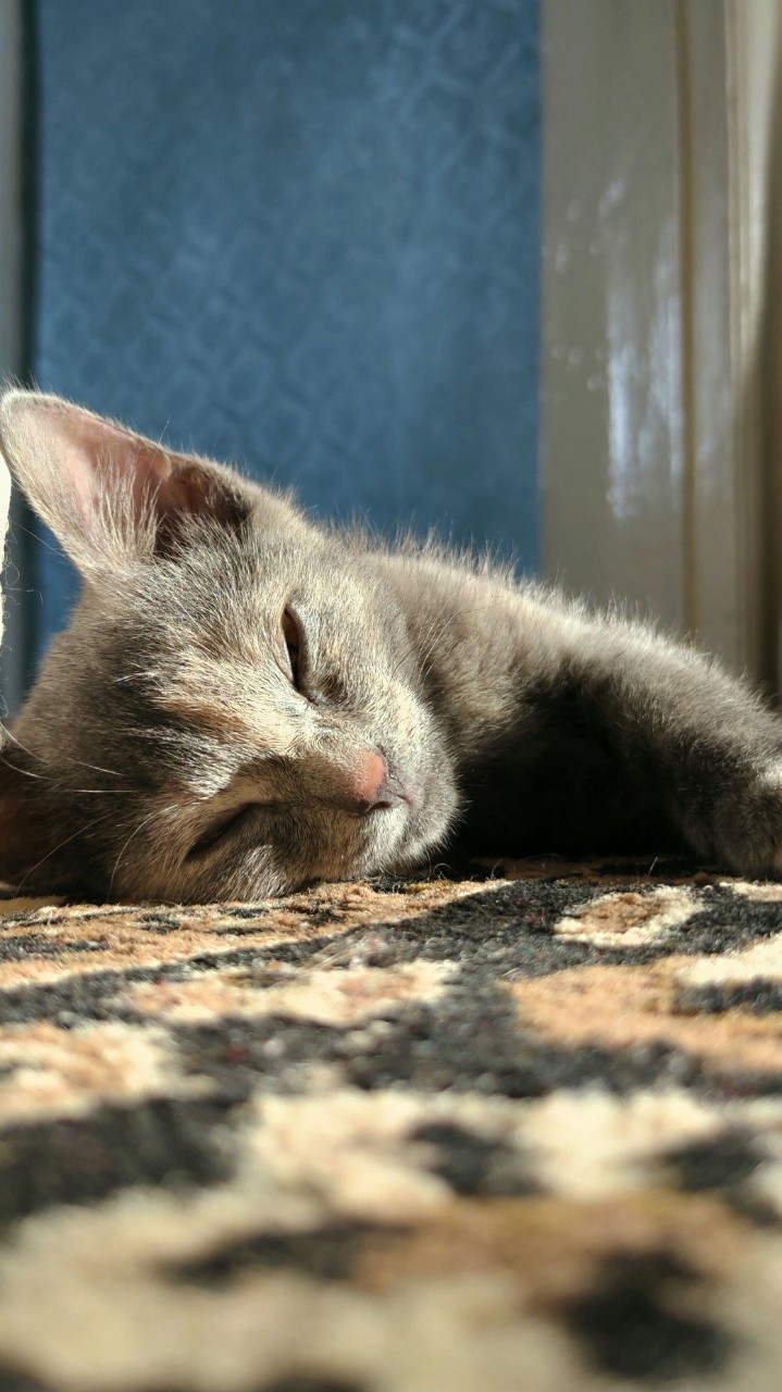 Моя маленькая девочка😄😍💕

#кошка#моялюбимка