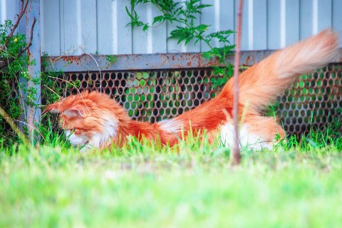 thecatrysia в LOOKY. #краснодарскийкрай,#кошка,#домашниелюбимцы,#ящерица,#животные,#мыизкотограма,#кошкаблогер,#коты,#лето,#прогулка. Друзья!
Поздравляю в...