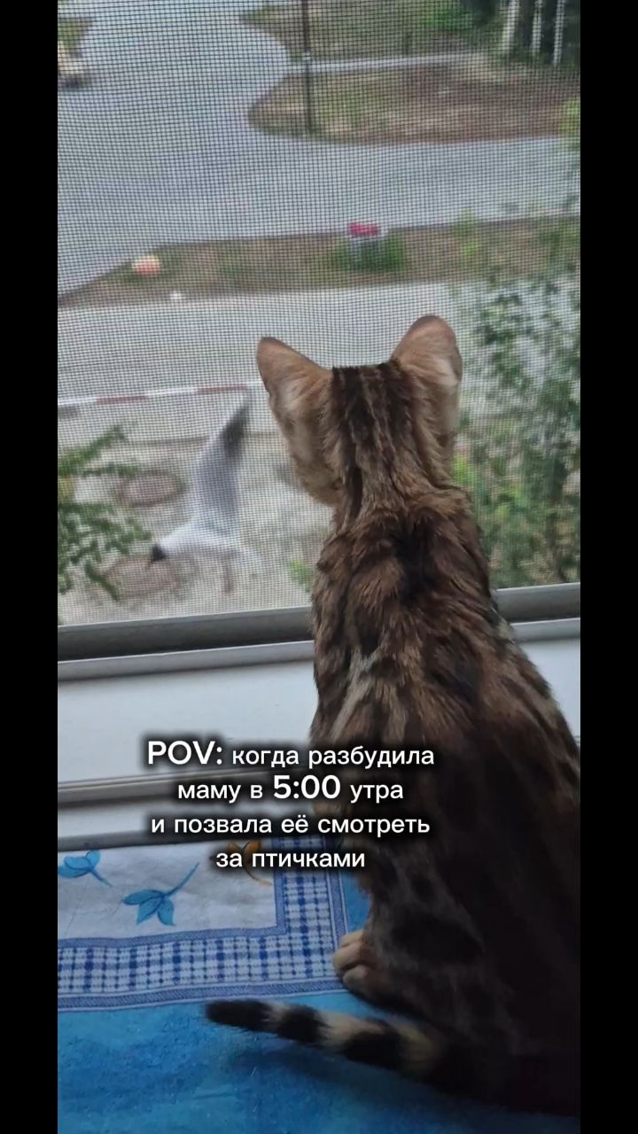 Мышка Муся и Маруся в LOOKY. #кошки,#котики,#бенгальская,#котята,#рекомендации. #кошки #котики #бенг...