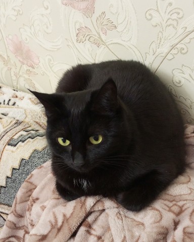 Looky_1669531619418 в LOOKY. #котики,#кошки,#животные,#питомцы,#милота. Марусенька #котики #...