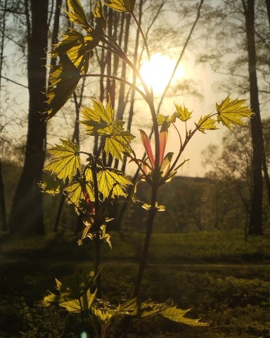 andreizelepukhin в LOOKY. . Вечер в парке