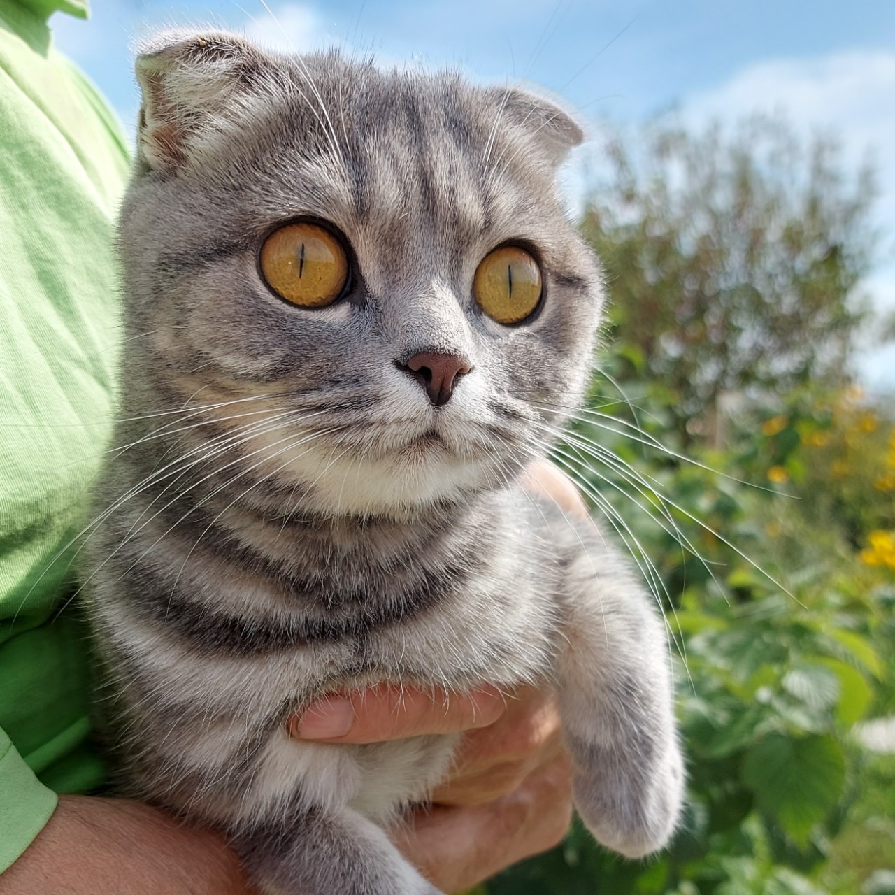 Любит Муся погулять, но только на руках..
Совершенно одомашненая кошка!
Даже при открытой двери в деревне, не выйдет одна...

[#муся ](муся)
#мусинрдра
[#лето ](лето)
#нелюбинка
[#кошечка ](кошечка)