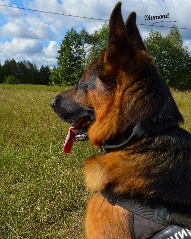 Diamond в LOOKY. #немецкаяовчарка,#немецкая_овчарка,#овчарка,#germanshepherd,#german_shepherd,#german_shepherd_dog,#gsd,#gsdRammstein,#RichBlackTan. Самый любимый немец ...