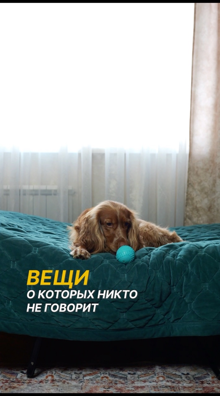 Оля и Йоки в LOOKY. #307874530,#собака,#спаниель. Вещи, о которых никт...