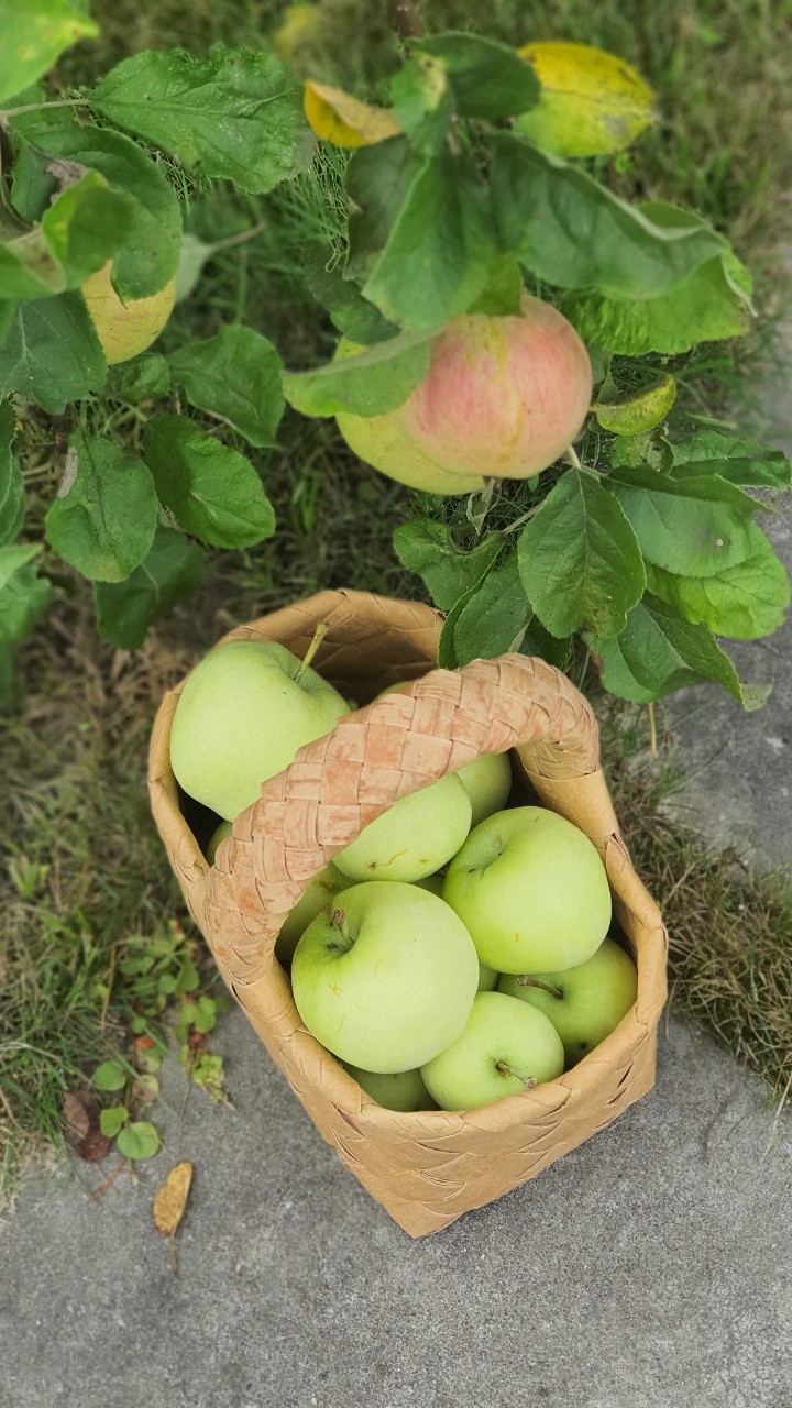 Яблочный сезон💚🍏

#яблоки [#дача](дача) 