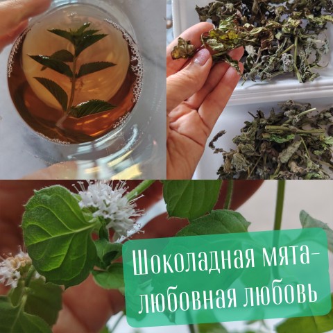 stroyneem_s_elenkoy в LOOKY в LOOKY. . Шоколадная мята: рас...