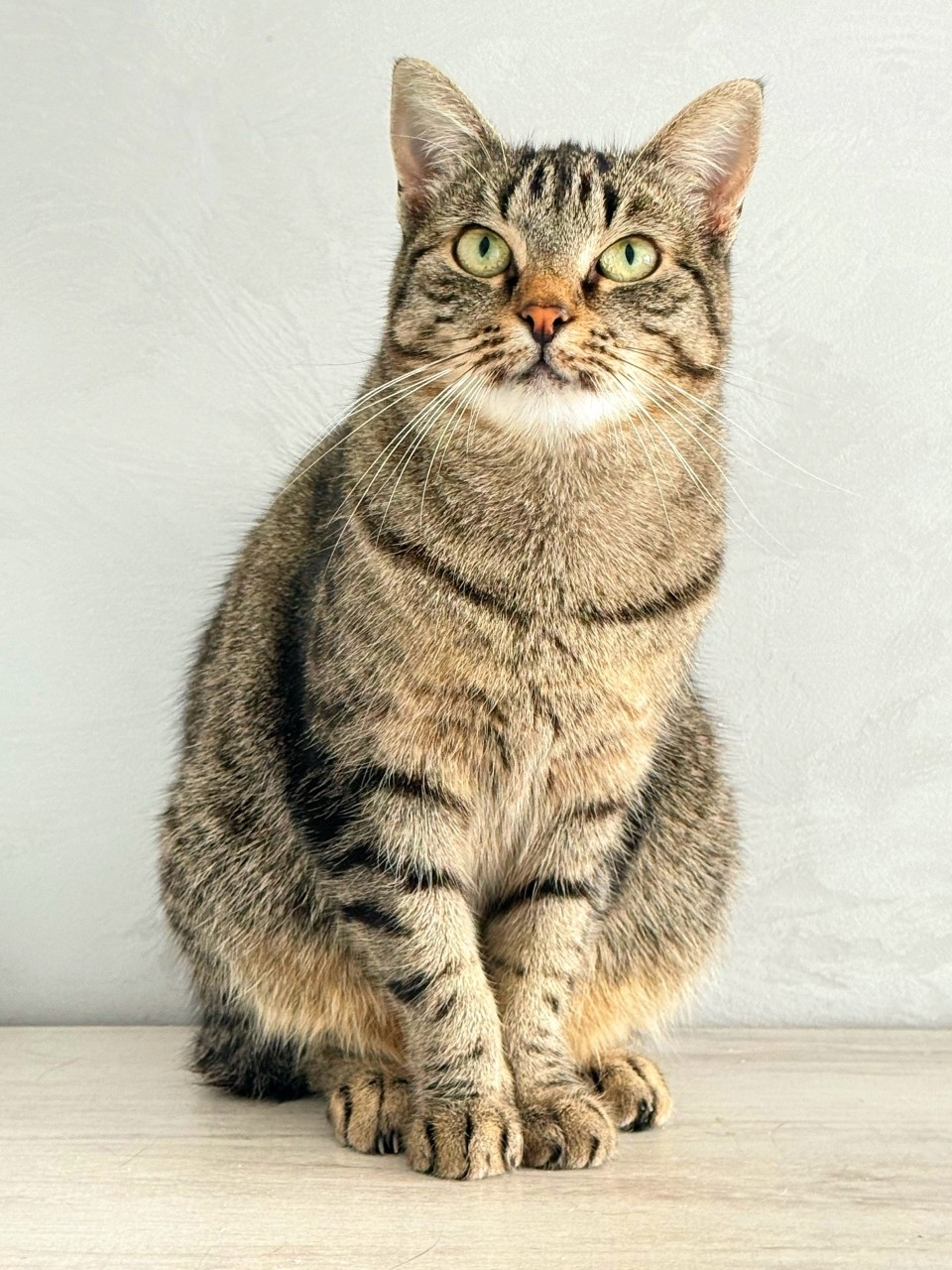 Looky_1680942236524 в LOOKY — Воронеж! Москва! Кошечка Рыся, ищет дом! Есть особенность-ко